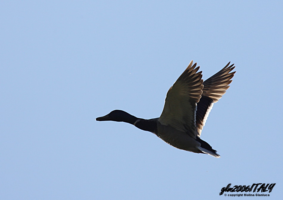 Nel blu ..... Germano Reale